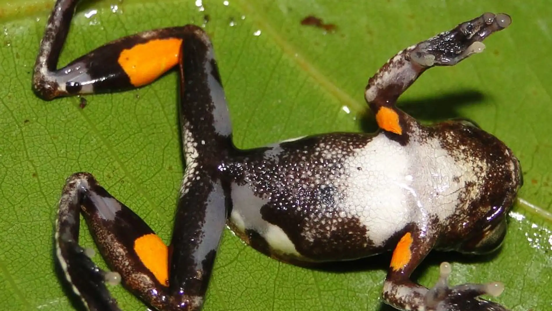 Descubierta la rana Stanley Kubrick la naranja mecanica de la naturaleza