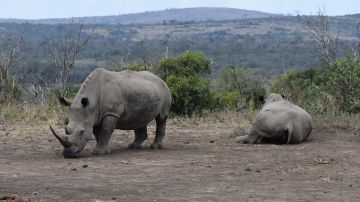 Foto de archivo de un rinoceronte