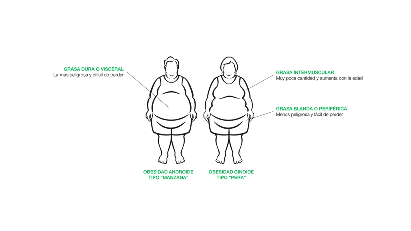 La grasa del cuerpo La grasa del cuerpo