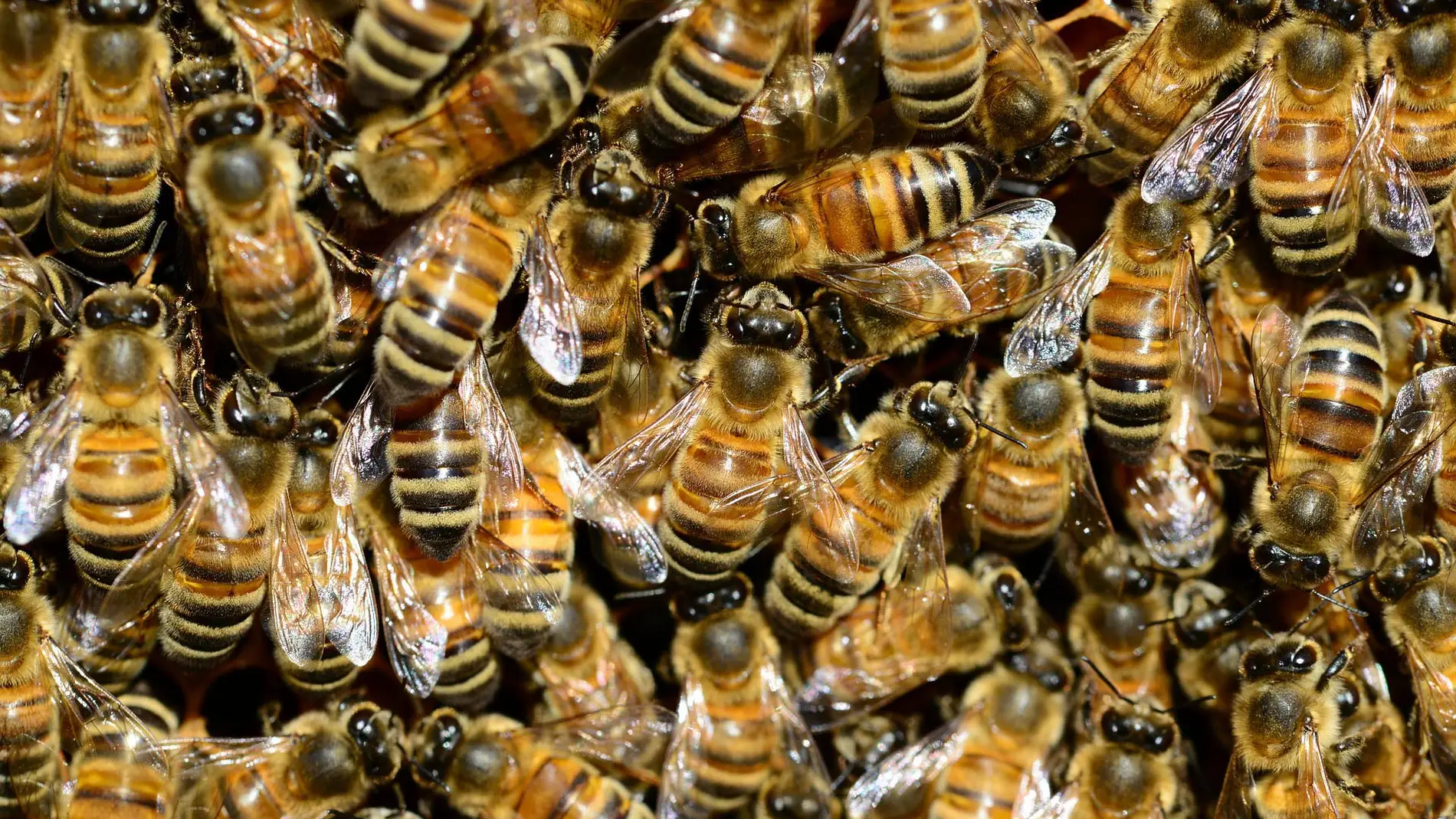 Las abejas de la miel compiten con las salvajes por el mismo habitat