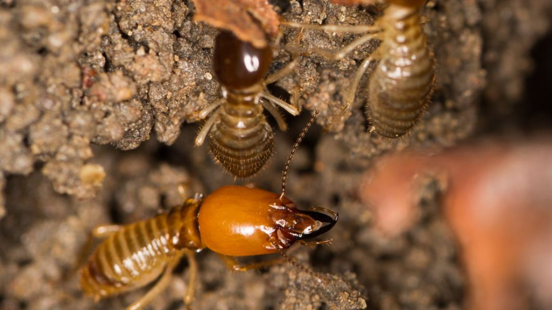 Como las termitas se convirtieron en insectos organizados socialmente