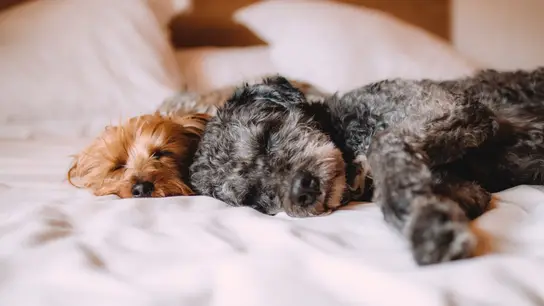 Estos son los nombres preferidos por los españoles para llamar a sus mascotas Estos son los nombres preferidos por los españoles para llamar a sus mascotas