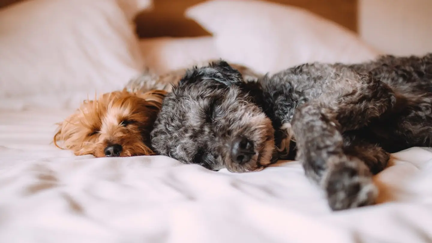 Estos son los nombres preferidos por los españoles para llamar a sus mascotas Estos son los nombres preferidos por los españoles para llamar a sus mascotas