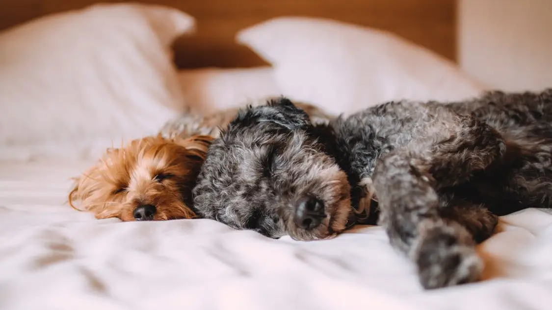  Estos son los nombres preferidos por los españoles para llamar a sus mascotas 