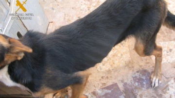 Uno de los perros rescatados por el Seprona tras vivir sin agua ni comida