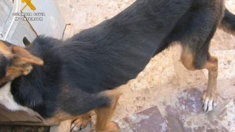 Uno de los perros rescatados por el Seprona tras vivir sin agua ni comida