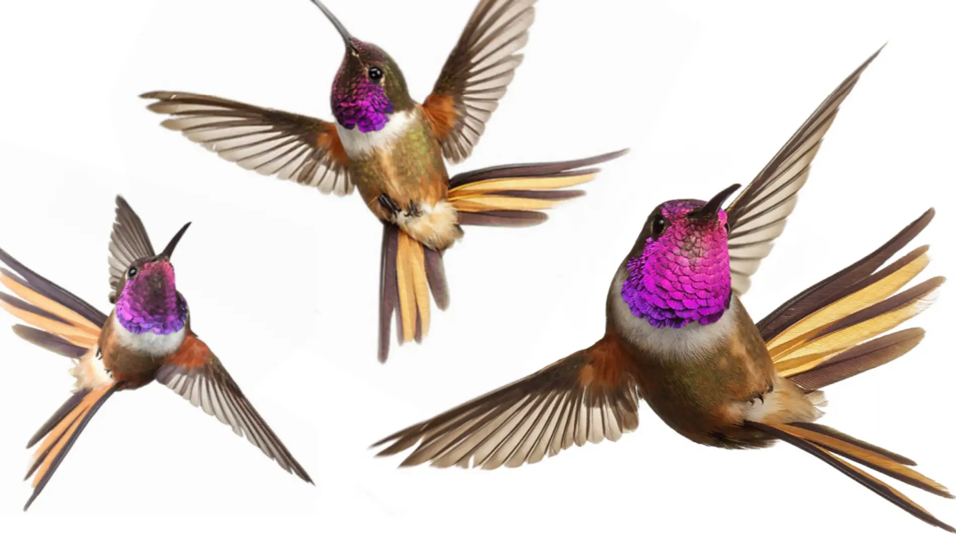 Desvelado el secreto del agil vuelo del colibri