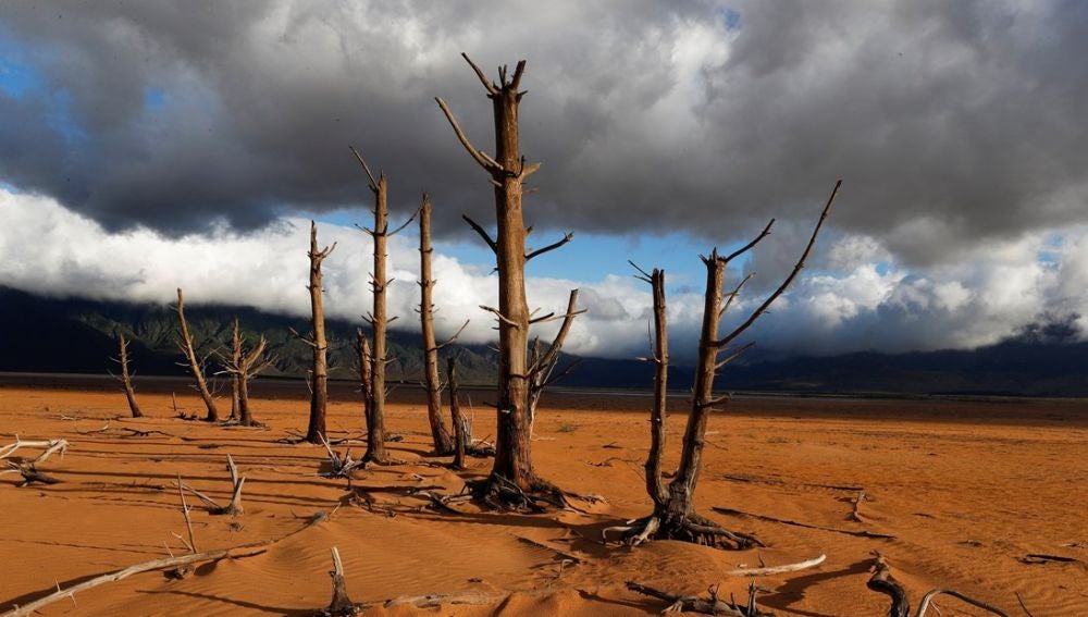 Imagen de árboles secos en Sudáfrica