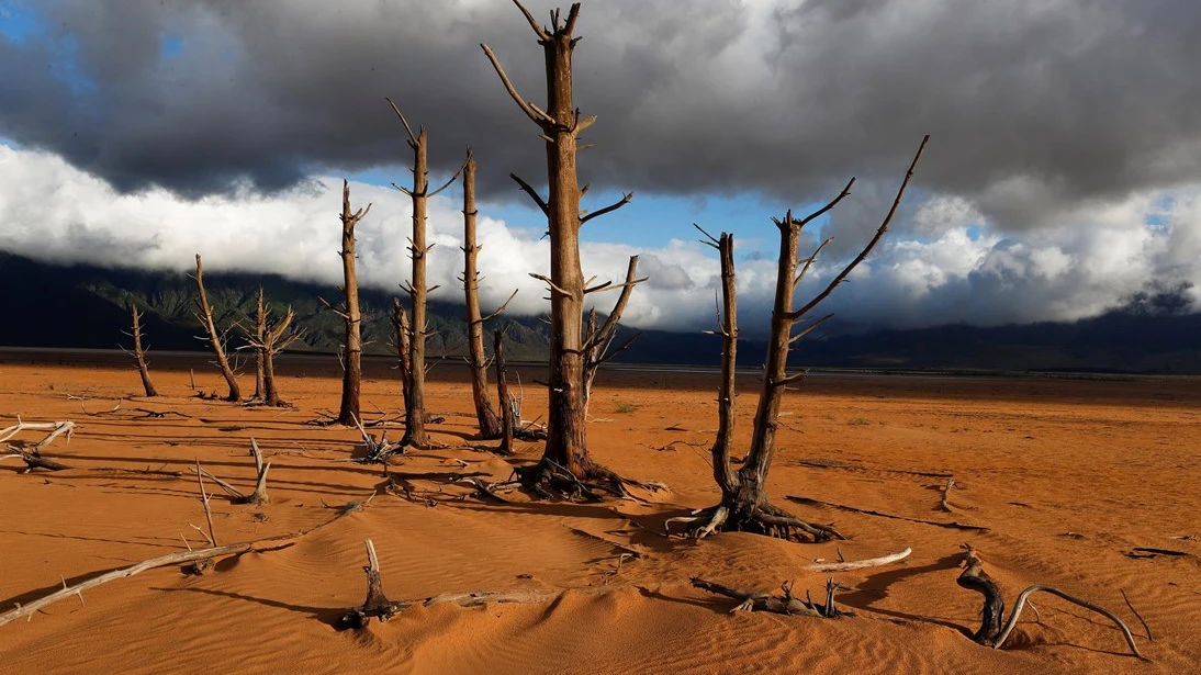 Imagen de árboles secos en Sudáfrica