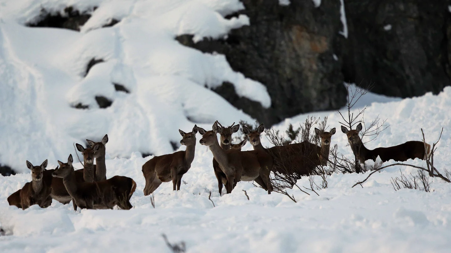 Venados entre la nieve en el concejo de Aller Venados entre la nieve en el concejo de Aller