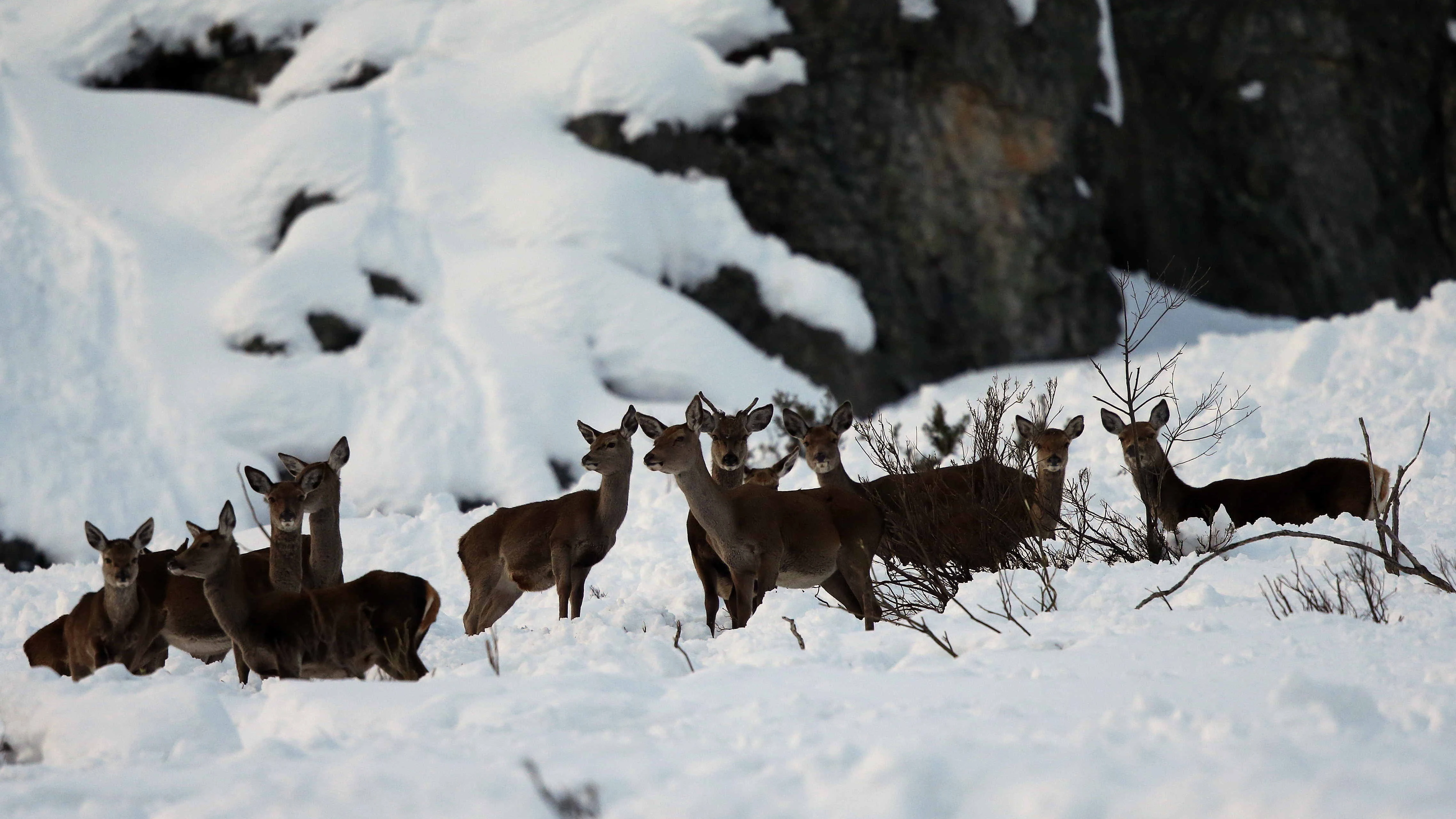 Venados entre la nieve en el concejo de Aller