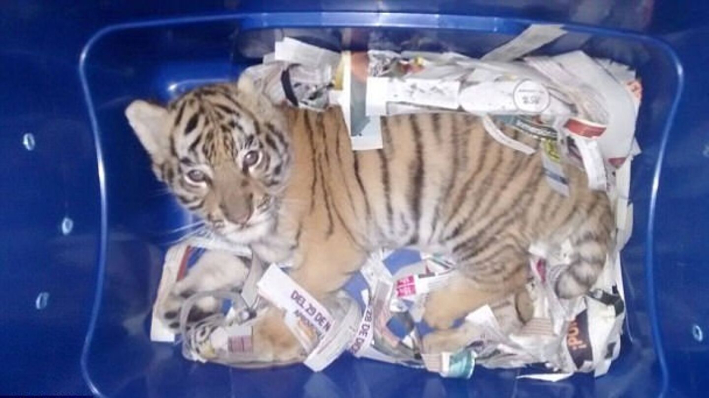 Un tigre encerrado en un contenedor de env&iacute;o en M&eacute;xico