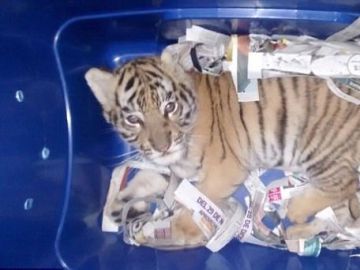Un tigre encerrado en un contenedor de envío en México Un tigre encerrado en un contenedor de envío en México