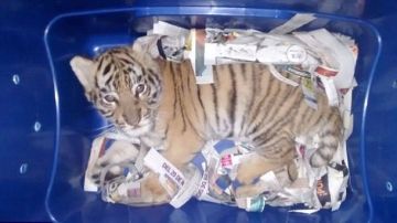 Un tigre encerrado en un contenedor de envío en México