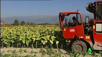 Producción de hoja de tabaco en Cáceres
