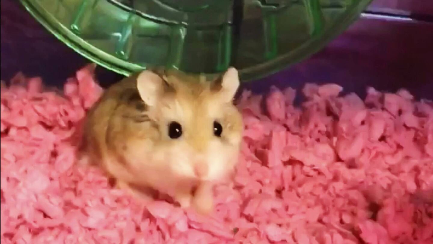 Pebbles, el h&aacute;mster de la joven