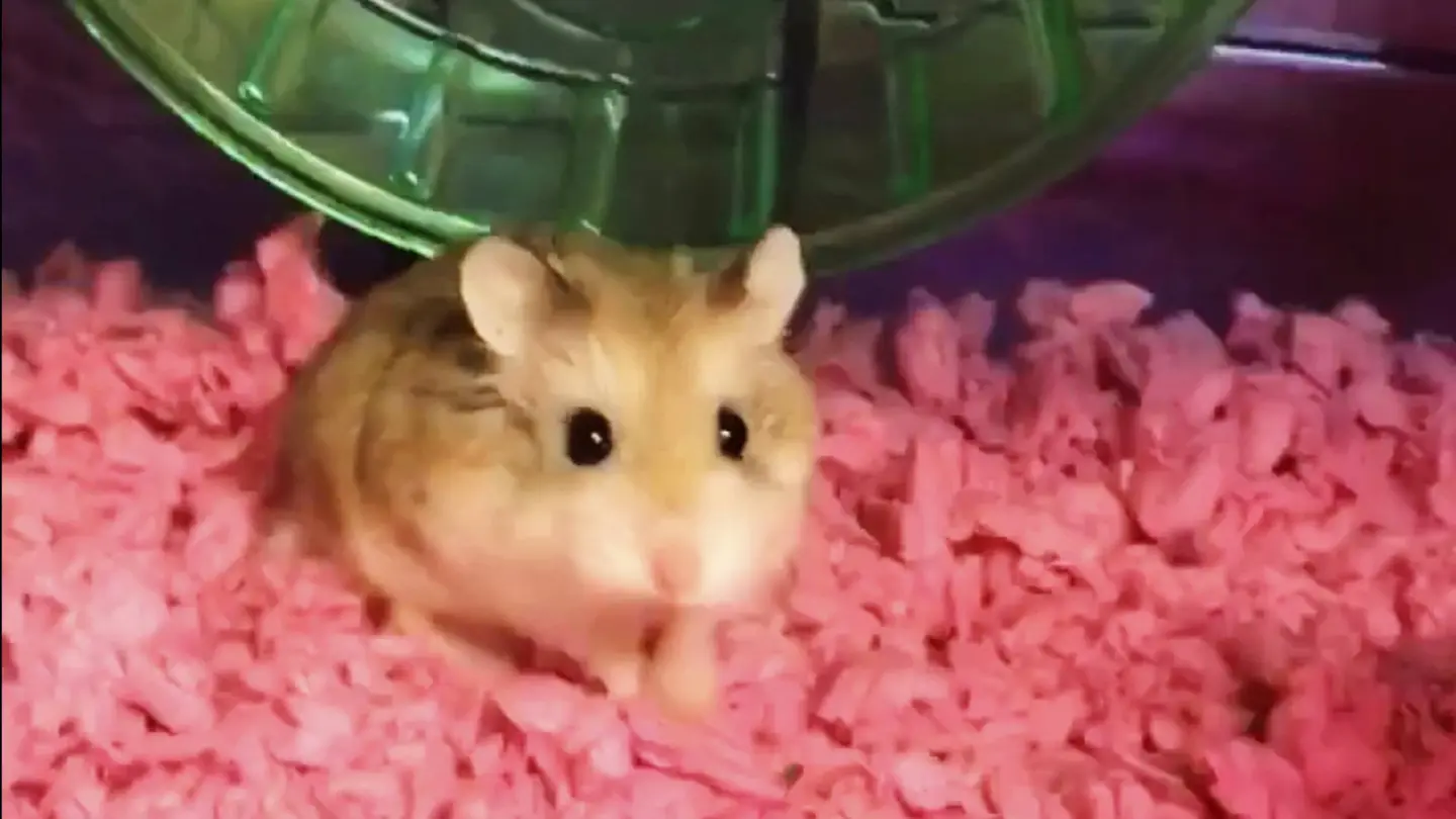 Pebbles, el hámster de la joven Pebbles, el hámster de la joven