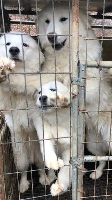 Perros enjaulados en una granja de perros en Corea del Sur Perros enjaulados en una granja de perros en Corea del Sur