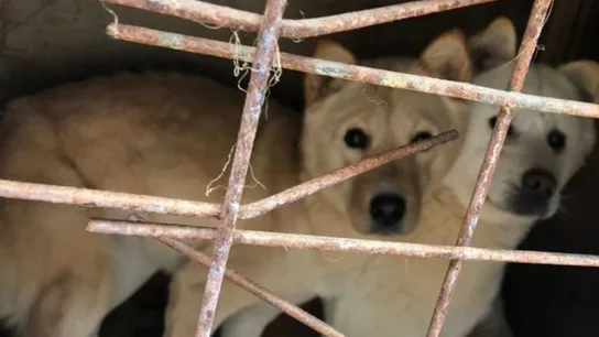 Perros rescatados de una granja en Corea del Sur Perros rescatados de una granja en Corea del Sur