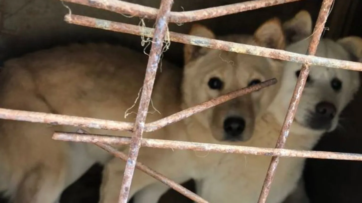 Perros rescatados de una granja en Corea del Sur Perros rescatados de una granja en Corea del Sur