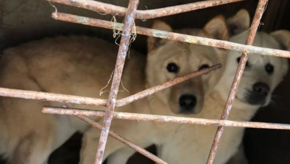 Perros rescatados de una granja en Corea del Sur
