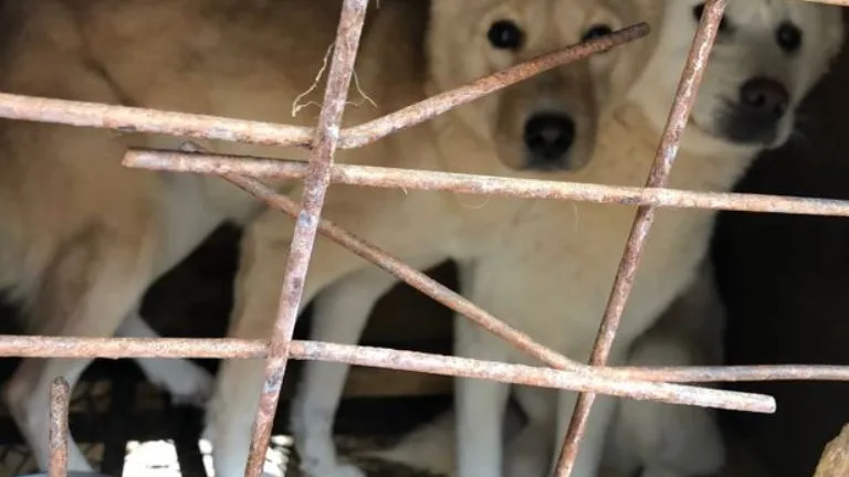 Perros rescatados de una granja en Corea del Sur