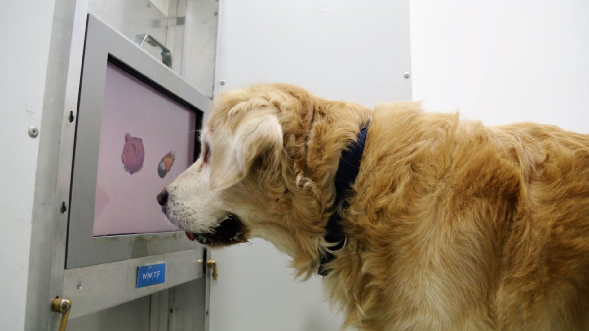 Juegos de pantalla tactil el nuevo sudoku para perros mayores