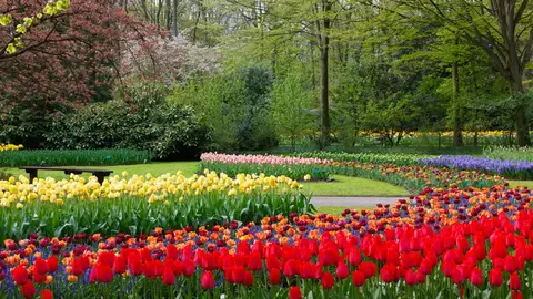 Jardín Keukenhof Jardín Keukenhof