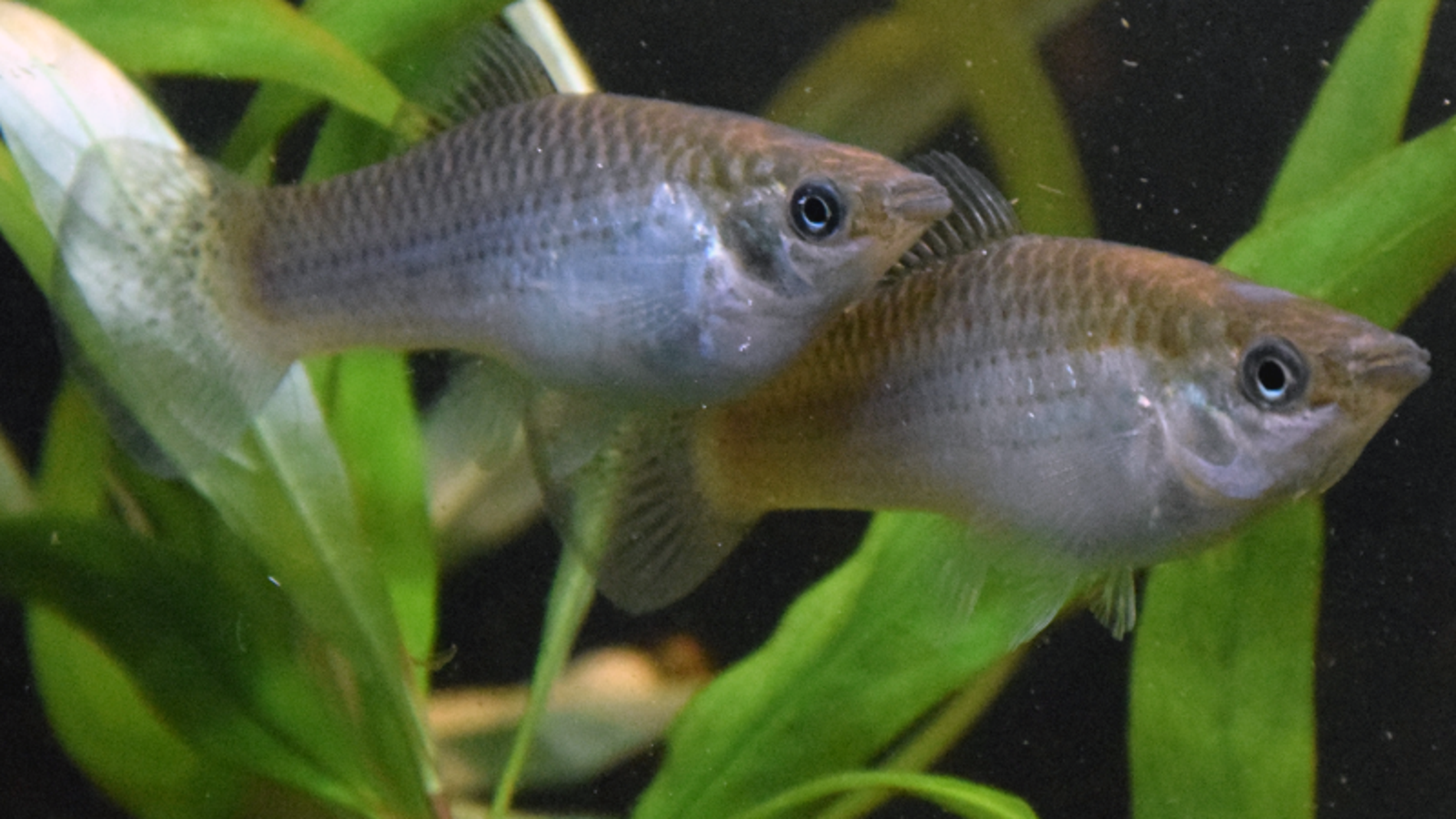 El genoma de un pez asexual explica su exito evolutivo