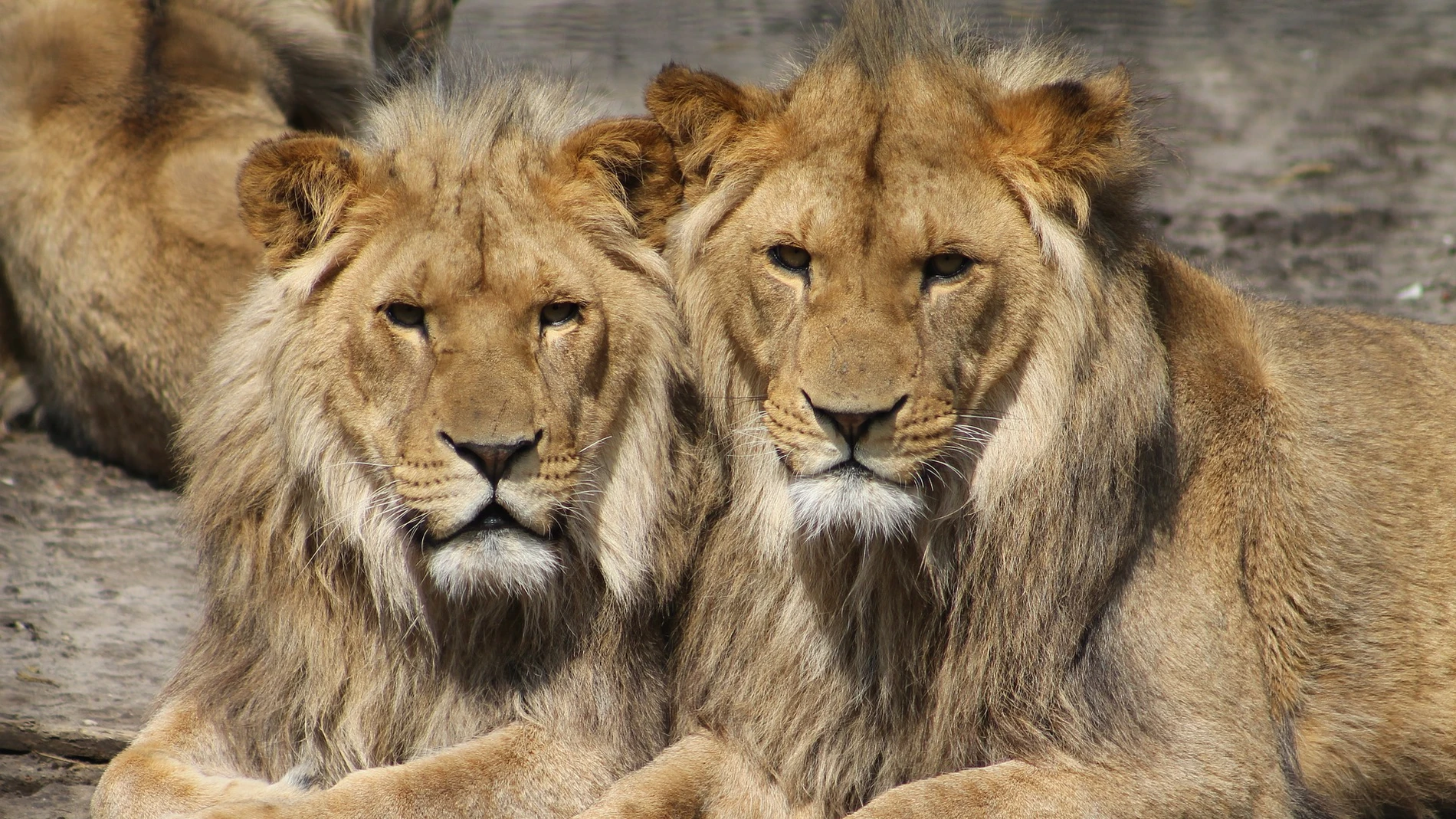 Muere un hombre tras ser atacado por leones en una reserva de Sudáfrica