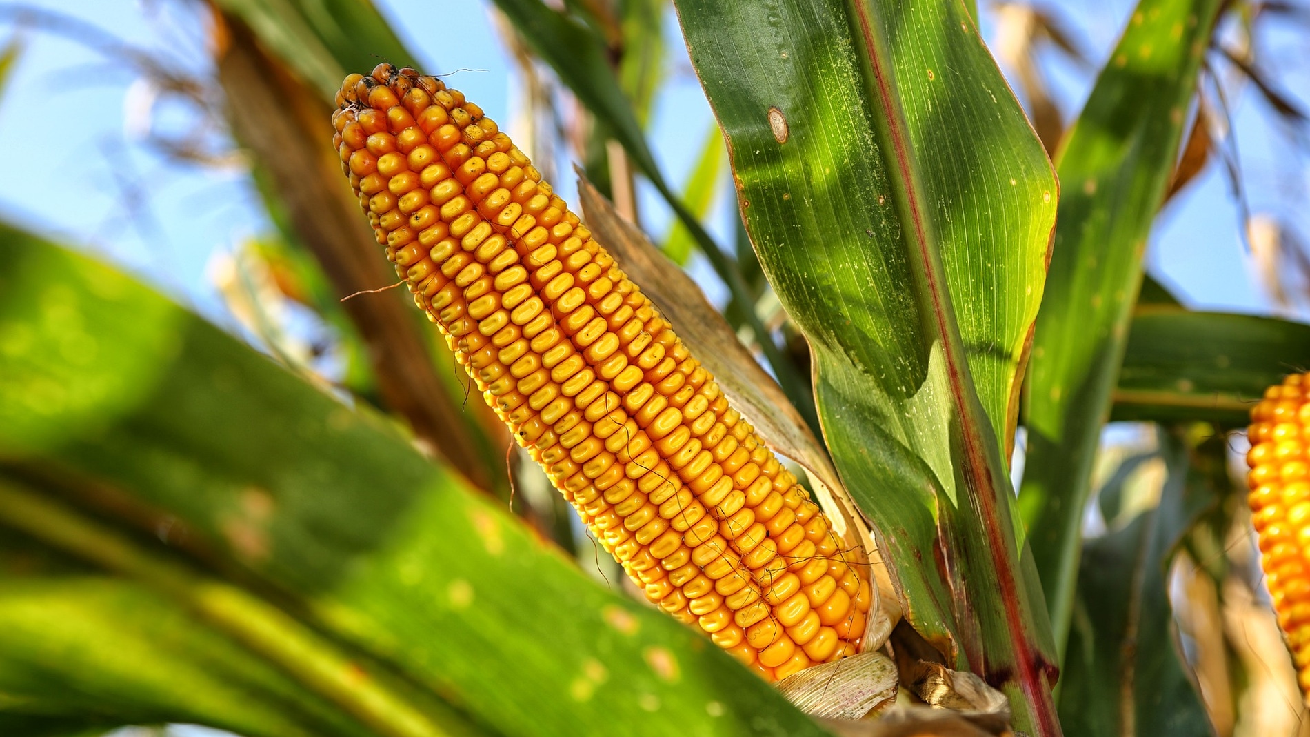 Imagen de una mazorca de maíz