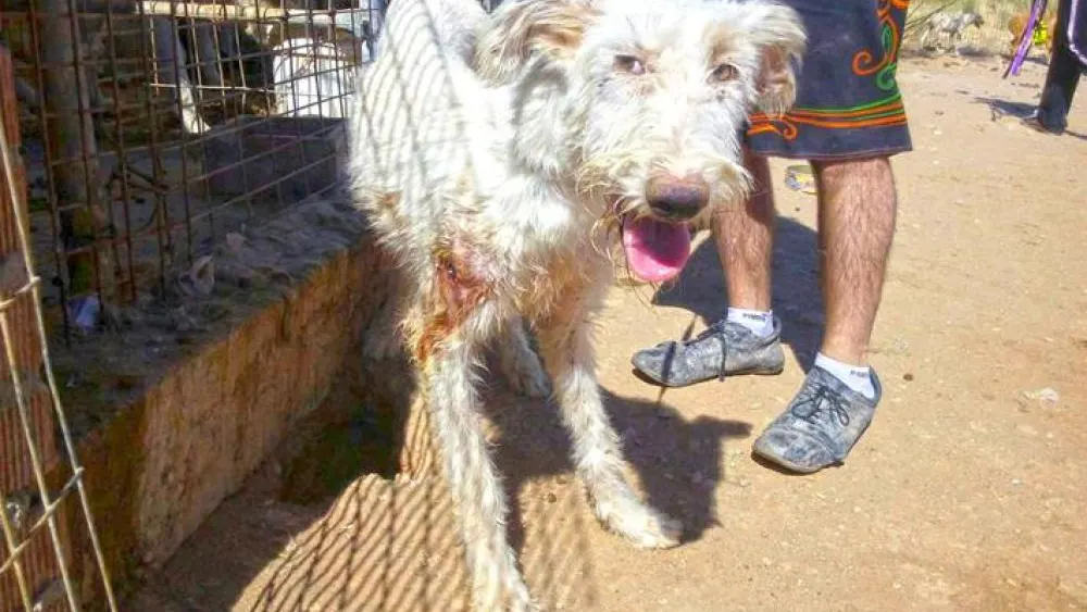 Un perro maltratado por un cazador