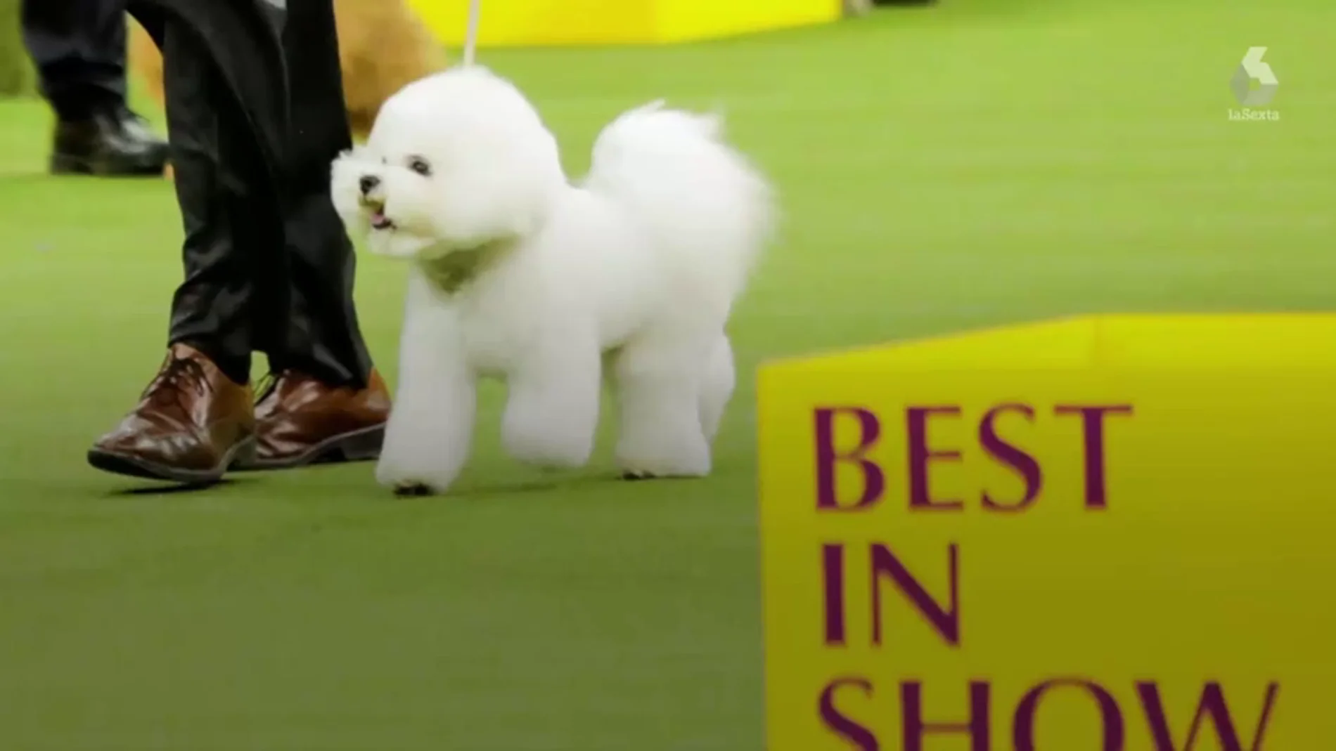 Este es Flynn, el ganador del Westminster Dog Show, el certamen canino más importante del mundo