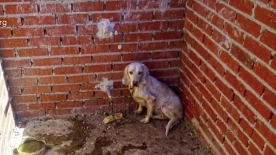 Imagen de un perro maltratado Imagen de un perro maltratado