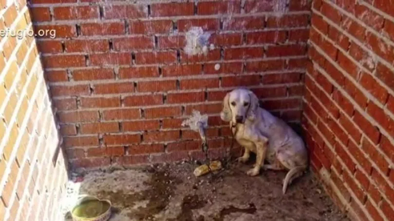 Imagen de un perro maltratado Imagen de un perro maltratado