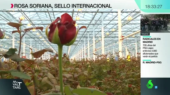 Vivero Rosa Soriana, el más grande de Europa Vivero Rosa Soriana, el más grande de Europa