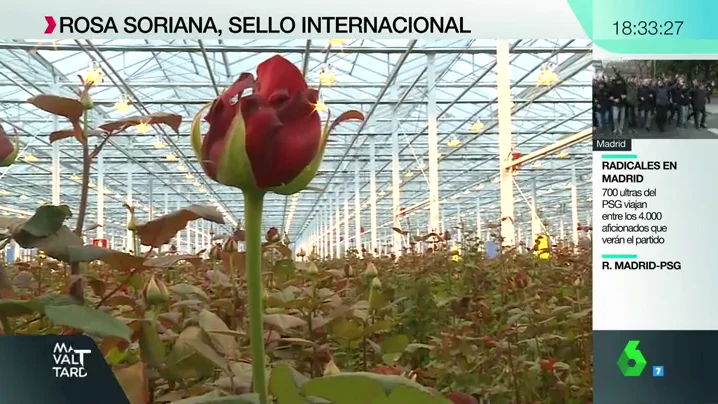 Vivero Rosa Soriana, el más grande de Europa