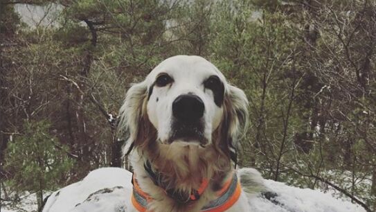 Pete, el perro que se ha convertido en todo un h&eacute;roe