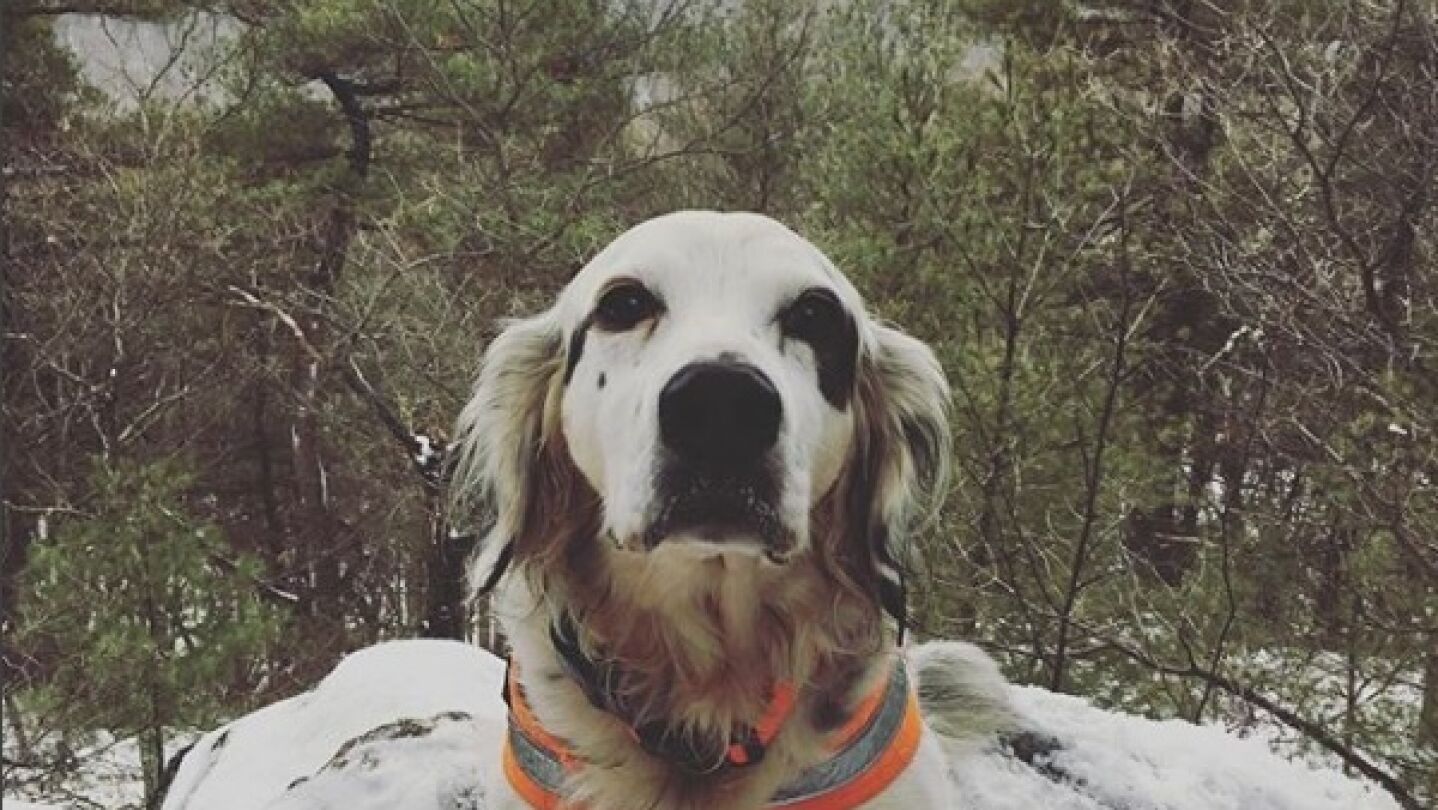 Pete, el perro que se ha convertido en todo un h&eacute;roe
