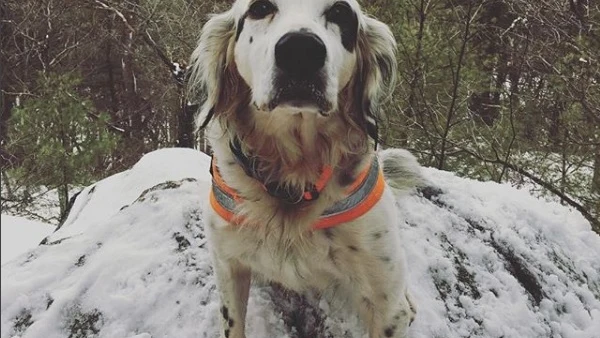 Pete, el perro que se ha convertido en todo un héroe Pete, el perro que se ha convertido en todo un héroe