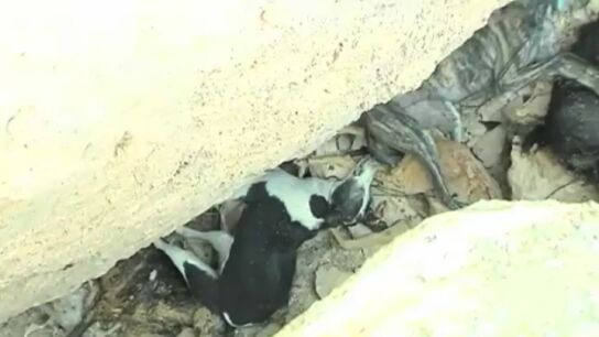 Fosa com&uacute;n con 30 perros en Cuenca