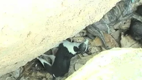 Fosa común con 30 perros en Cuenca Fosa común con 30 perros en Cuenca