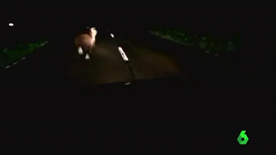 oso pardo oso pardo