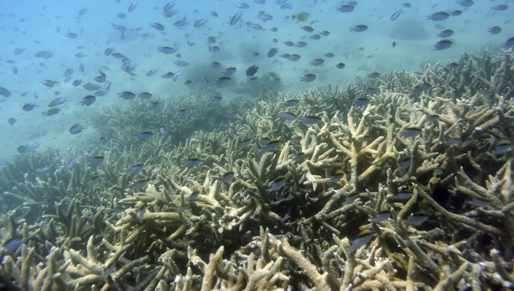 Peces tropicales nadan entre la Gran Barrera de coral en la isla de Keppel