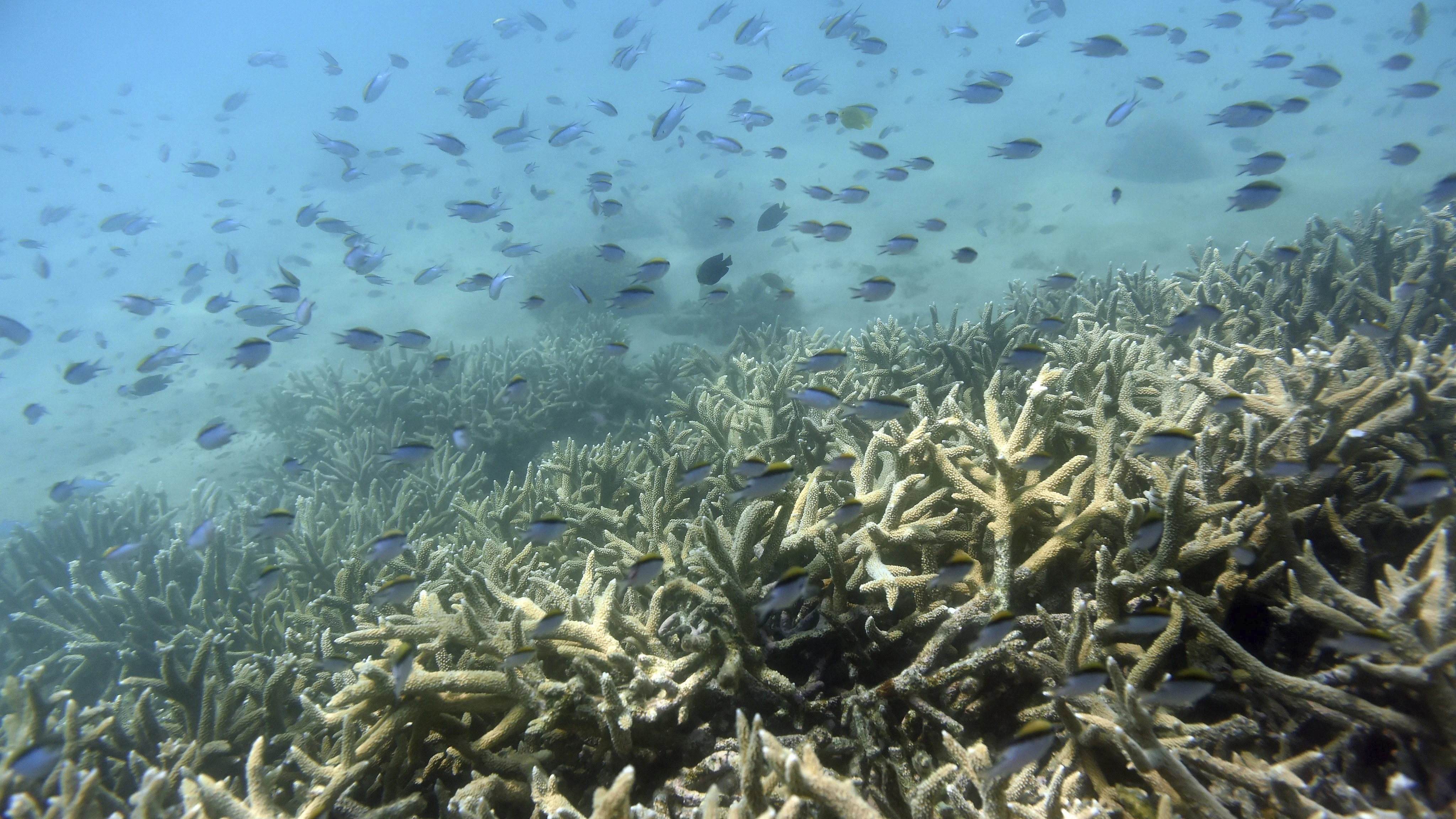 Peces tropicales nadan entre la Gran Barrera de coral en la isla de Keppel