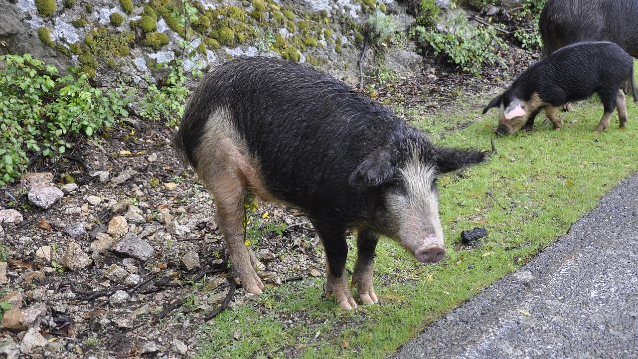 Jabalíes cerca de la carretera