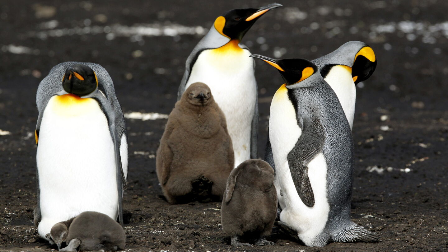 Vista de un grupo de ping&uuml;inos Rey