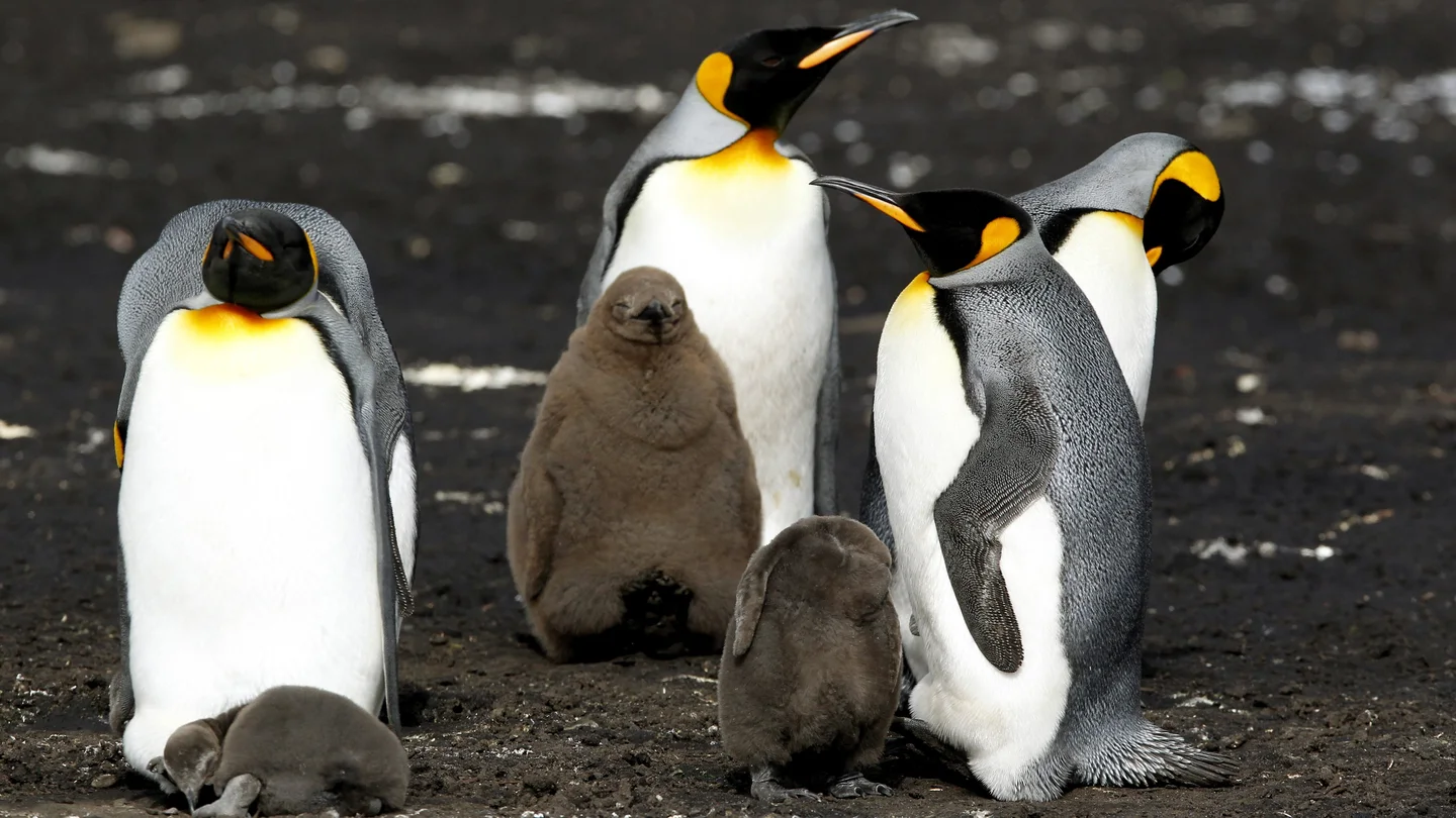 Vista de un grupo de pingüinos Rey Vista de un grupo de pingüinos Rey