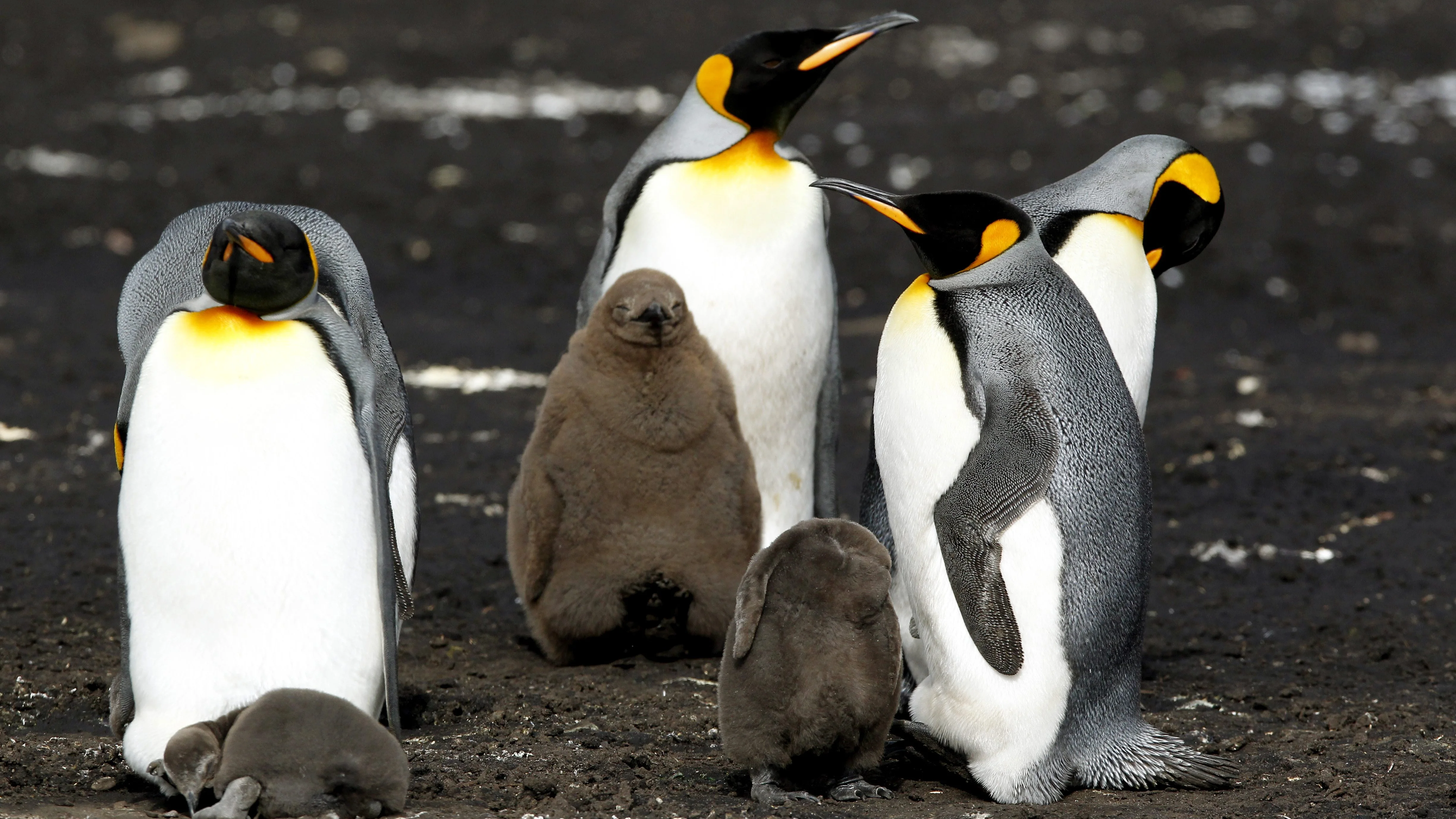 Vista de un grupo de pingüinos Rey