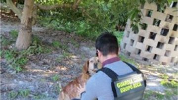 Imagen de la Guardia Civil junto al perro víctima de la paliza